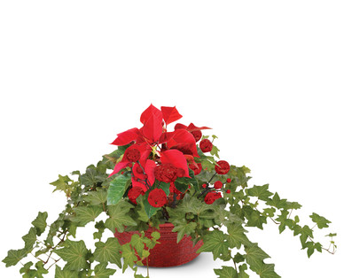 Poinsettia Centerpiece