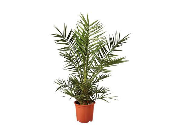 Palme