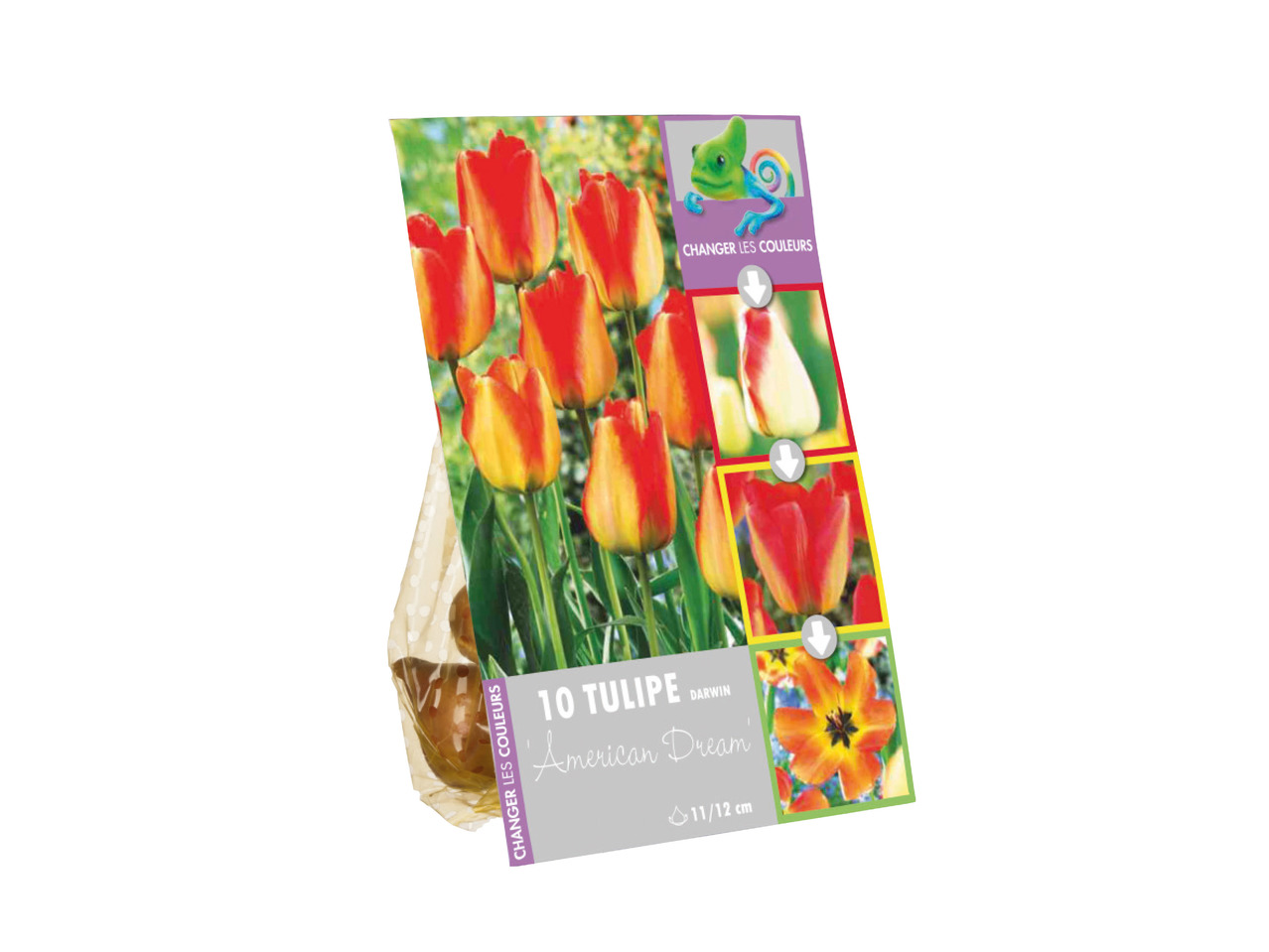 Colour Changing Flowering Bulbs1