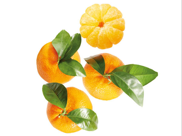 Clementinen mit Blatt