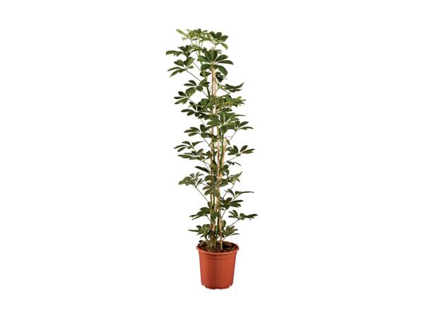 Large Houseplants