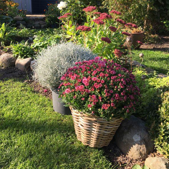 Dansk kugle chrysanthemum