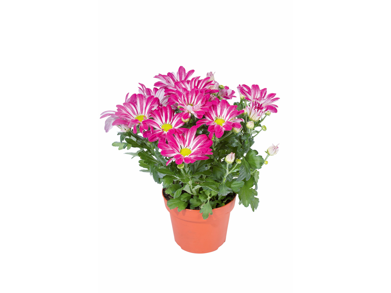 Chrysanthèmes 'Elle Fleur'