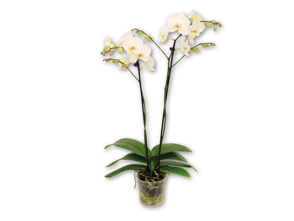 Dansk orkidé med 2 grene