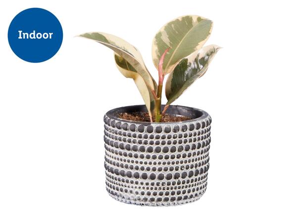 Green Plants in Greystone Pottery