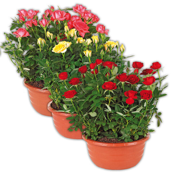 Rosen in Schale