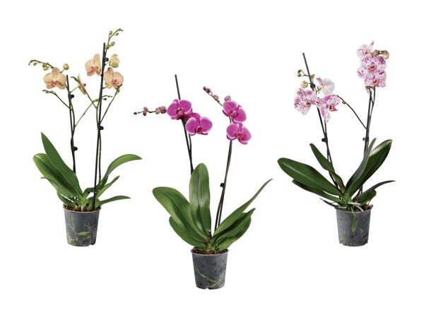 Phalaénopsis