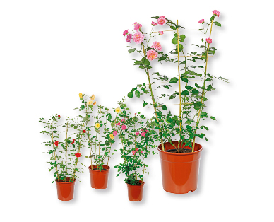 Rosier parfumé