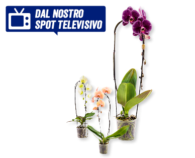 Phalaenopsis "Cascade"