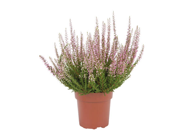 Autumn Heather