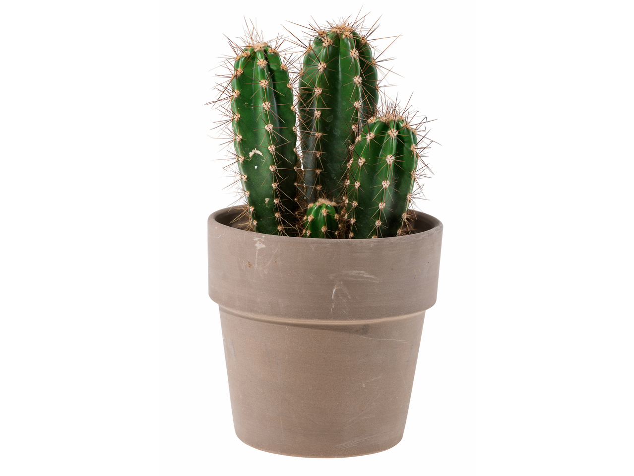 Cactus dans un pot en céramique