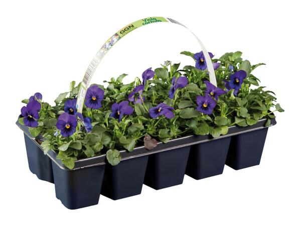 Early Flowering Plants