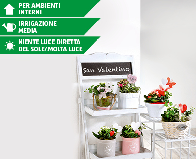 Decorazione con piante GARDENLINE(R)
