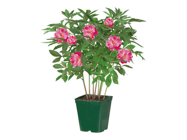 Peonies 1