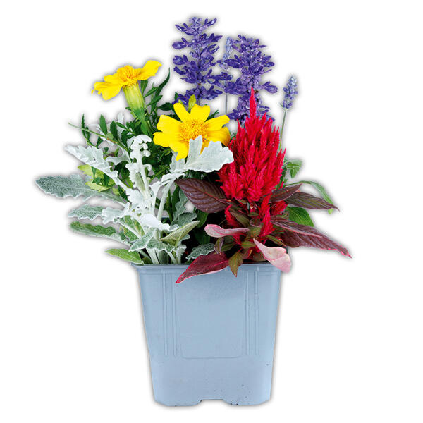 Sommertraum Quattros-Mix