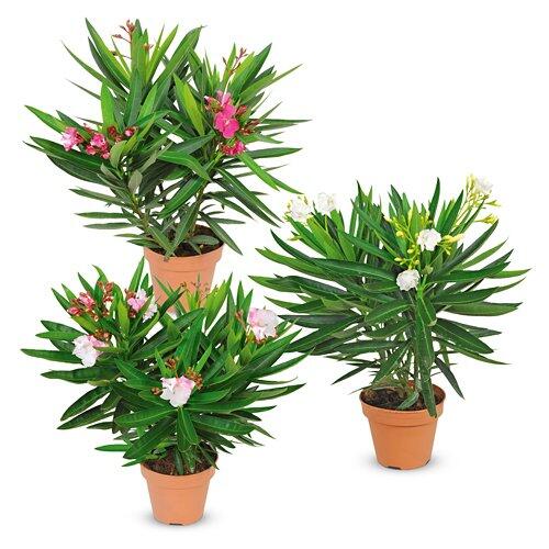 Oleander*