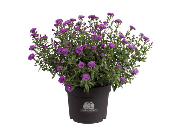 Asters