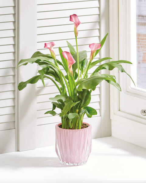 Calla Lily Gift