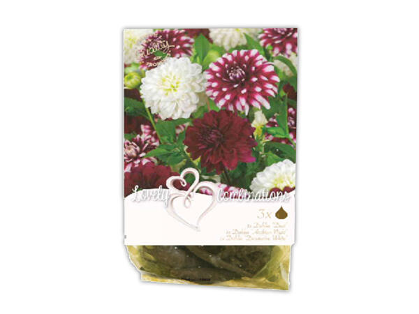 Bulbs 'Lovely Combinations'