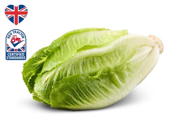 Mini British Cosberg Lettuce