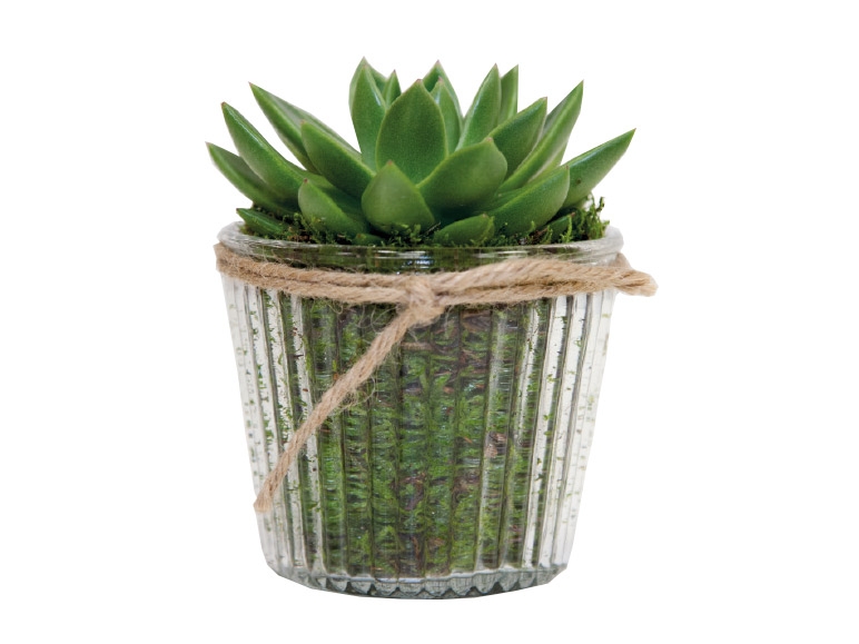 Succulent in Glass