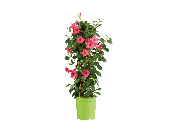 Dipladenia