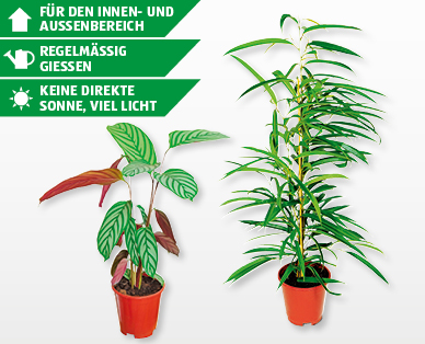 GARDENLINE(R) Grünpflanze
