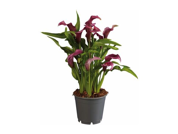 Assorted Calla Lilies