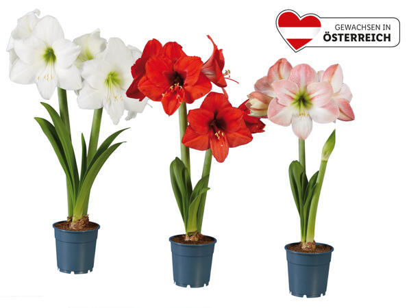Amaryllis 2-Stieler