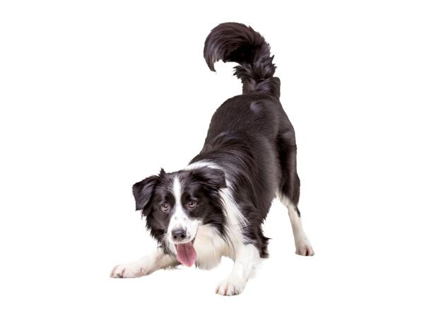 Zoofari Dog Collar and Lead