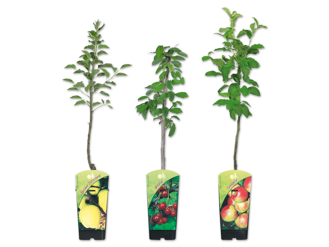 Zwergobstbaum