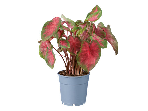 'Urban-Jungle' Caladium Mix