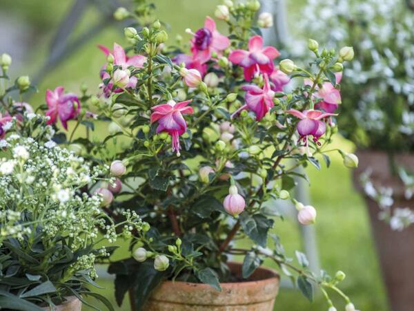 Fuchsia i 6‘er bakke