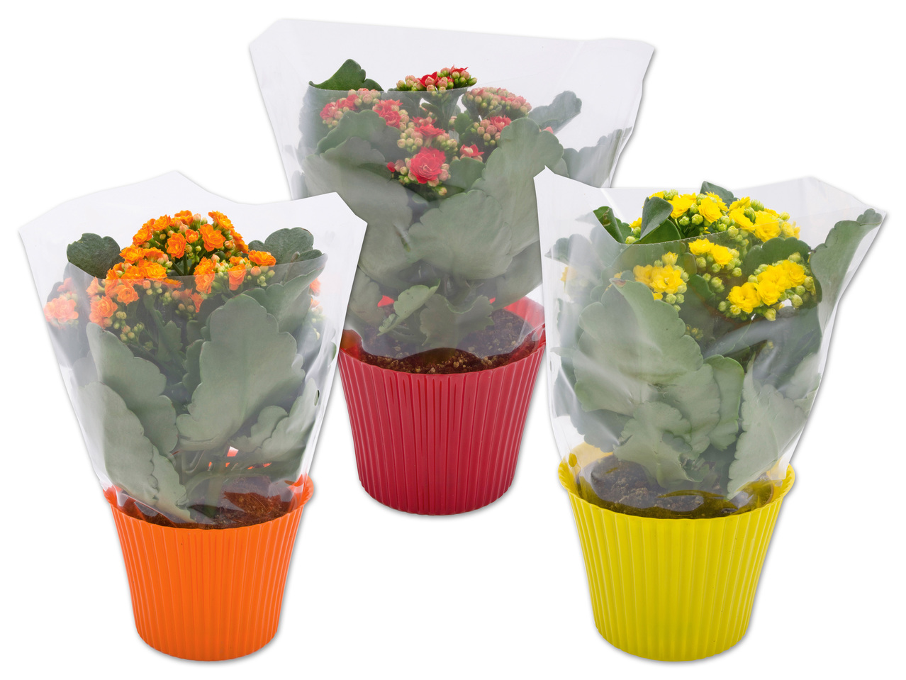 Kalanchoe Rosalina im Topfcover