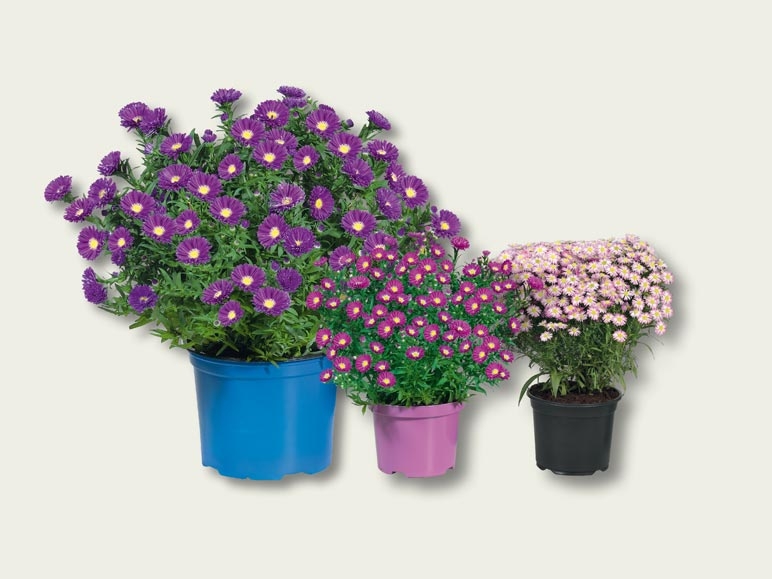 Aster d'automne (dès 29.9.)