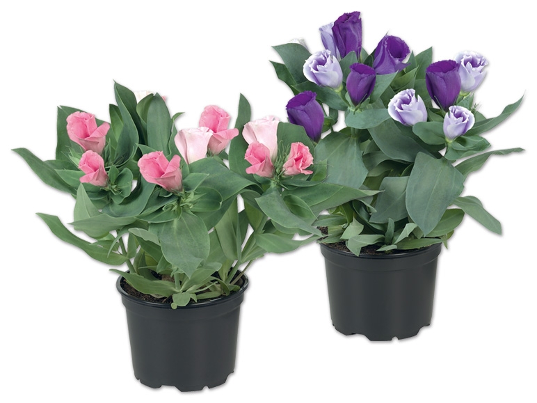 Eustoma