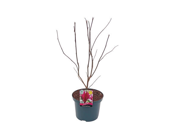 Extra Large Magnolia
