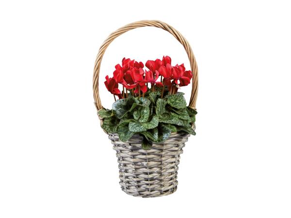 Cyclamen Basket
