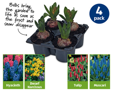 Spring Bulb Collection