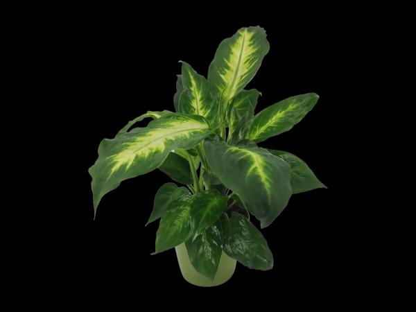 Green Plants