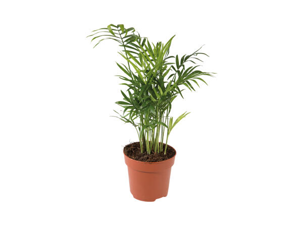 Assorted Green Plant