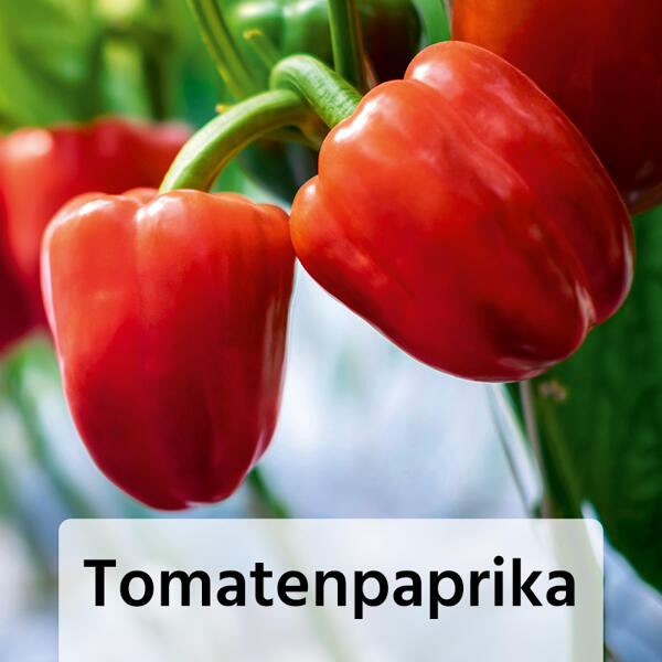 Fruchtgemüse / Tomaten