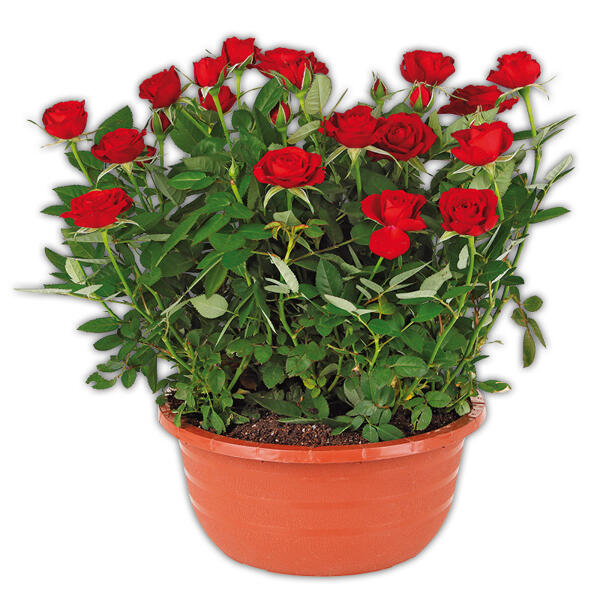 Rosen in Schale
