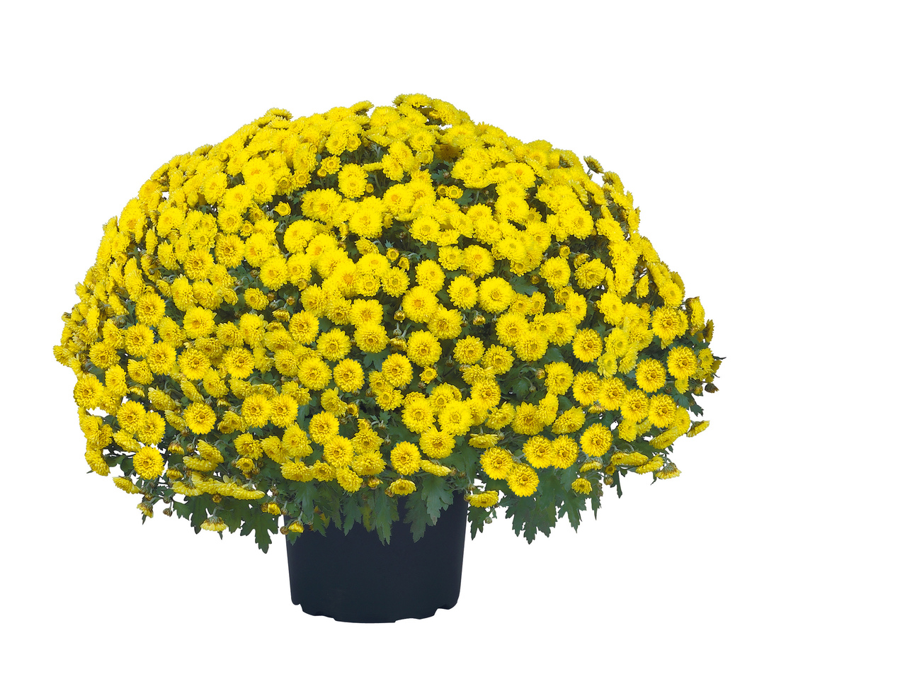Chrysant