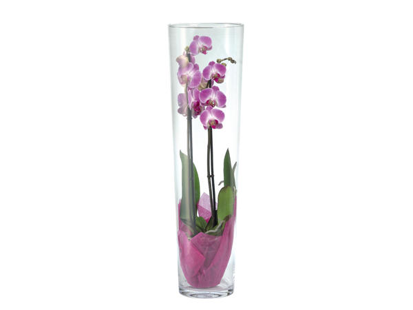 Phalaenopsis in Vase