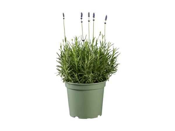Stor staudeplante