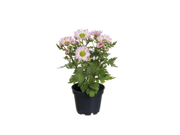 Mini Chrysanthemum