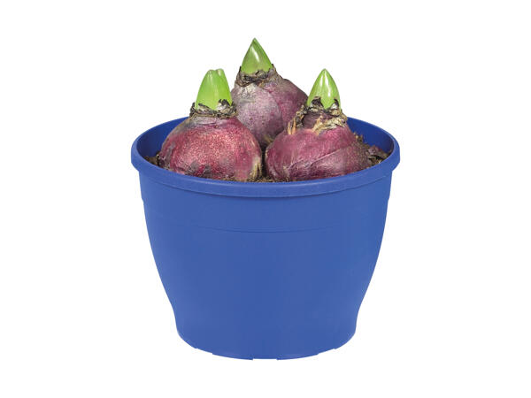 Potted Hyacinth Bulbs