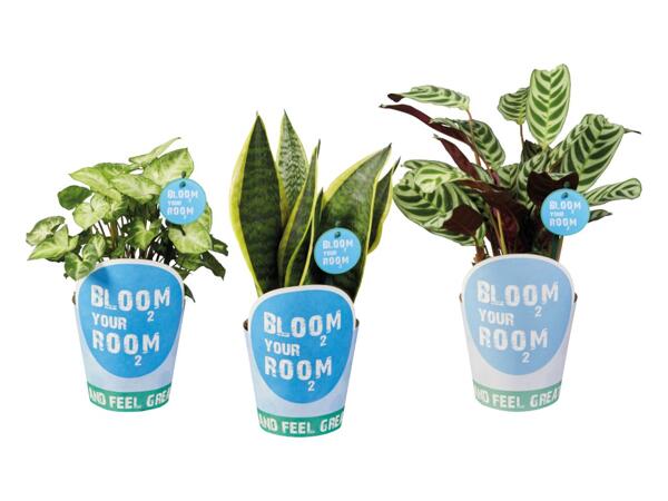 Green plants "Bloom your room"