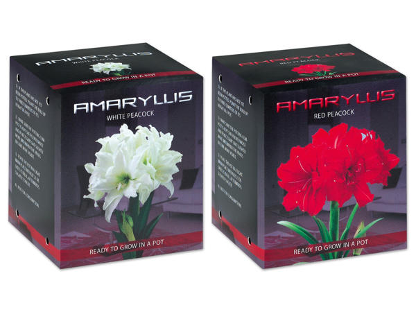 Gefüllte Amaryllis